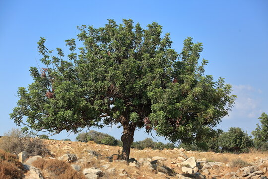 carob tree, in Latin Ceratonia siliqua