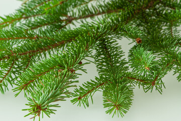 Close-up green fresh twig just from the forest like christmas tree on white background
