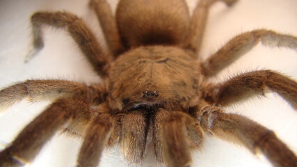 Tarantula 
Close Up Tarantula , Spider isolated on white background
female of Spider Tarantula - Largest spider in terms of leg-span is the giant huntsman spider.
 insect, insects, bug