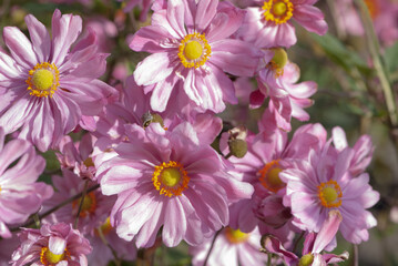 Fototapeta na wymiar Background of pink japanese anemone, thimbleweed or windflower with yellow stamens and petals