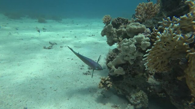 Tropical Rusty parrotfish (Scarus ferrugineus) eating coral underwater in Red Sea, Egypt. Colorful fishes swims around corals reef seascape.