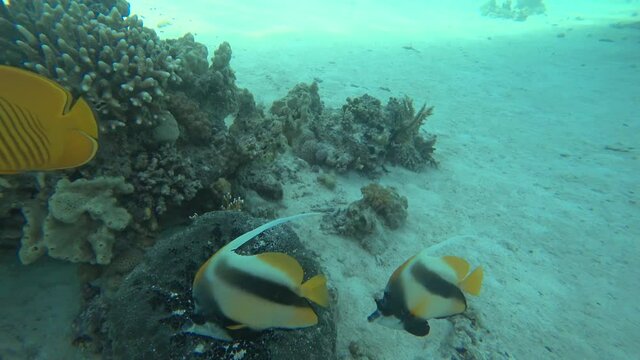 Bright blue-cheeked butterflyfish (Chaetodon semilarvatus), bannerfish (Heniochus intermedius), regal angelfish (Pygoplites diacanthus) in Red Sea. Colorful fishes swims around corals reef seascape.