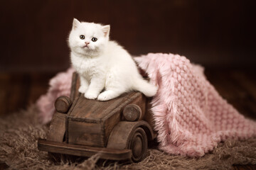Niedliche Britisch Kurzhaar Katzenbabys für Postarten