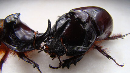 Rhinoceros beetle, Rhino beetle, Fighting beetle European rhinoceros beetle, the male of which has a curved horn extending from the head , Arthropoda ,fight , large insect insect, insects, bug, bugs