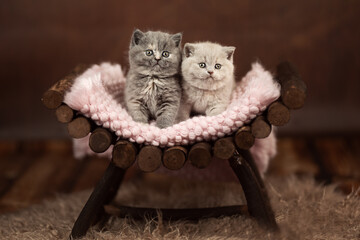 Niedliche Britisch Kurzhaar Katzenbabys für Postarten