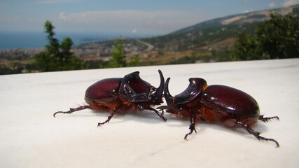 Rhinoceros beetle, Rhino beetle, Fighting beetle European rhinoceros beetle, the male of which has a curved horn extending from the head , Arthropoda ,fight , large insect insect, insects, bug, bugs