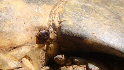 tick on the tortoise - ticks
tortoise - close up of a parasite
tortoise - turtle
excotic veterinarian
wildlfe veterinarian
veterinary medicine
reptiles, reptile, animals, animal, pets, pet, wildlife, 