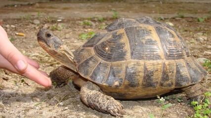 tortoise
hand caressing a tortoise's head
Greek tortoise
close up of tortoise  
closeup turtle
tortoise in nature - turtle
reptiles, reptile, animals, animal, pets, pet, wildlife, wild nature, forest