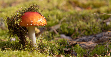 Mushroom fly in the woods, a little covered with moss. Close-up.