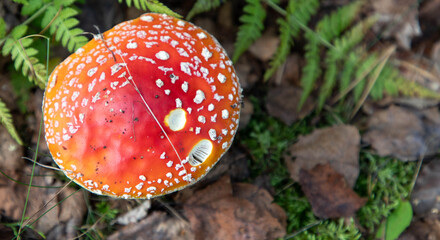 Mushroom fly-hom, top view, close-up. In the wild.