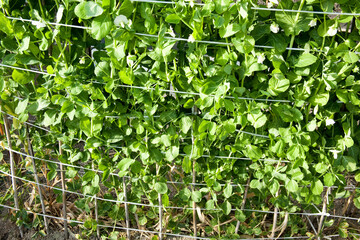 Obraz premium えんどう豆の葉