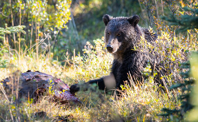 Grizzly bears on a carcass