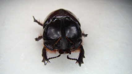  European rhinoceros beetle, Rhino beetle, male of which has a curved horn extending from the head,...