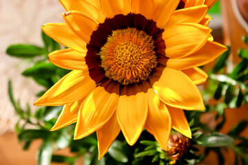 Sunflower-like indoor flower - gatsania