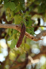 Carob tree fruit, in Latin Ceratonia siliqua, on branch close up