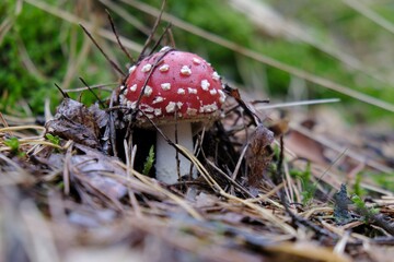 Amanita muscaria - red toadstool, commonly known as the fly agaric or fly amanita. It is poisonous mushroom. And is noted for its hallucinogenic properties.