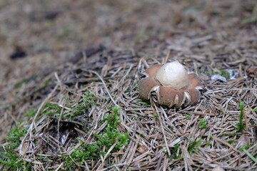 Amazing mushroom Geastrum fimbriatum, commonly known as the fringed earthstar or the sessile earthstar. It looks very interesting.