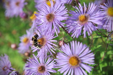 Obraz premium bee on a flower