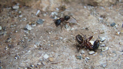ant
a fight between two ants
ant war between two colonies of pavement ants.
close up of ant insect.
battle of ants.
ants war in the road
Ant on the way | insects in the city
insects, insect, bugs, bug