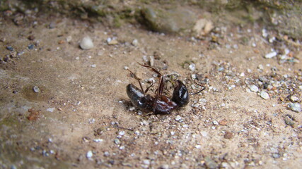 ant.
dead ant on the ground
ant war between two colonies of pavement ants.
close up of ants insect.
battle of ants.
ants war in the road
Ant on the way | insects in the city
insects, insect, bugs, bug
