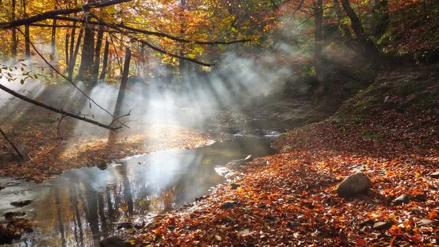 The morning fog in the autumn forest. The sun's rays cut through the fog. The river in the autumn forest. Autumn landscape. 