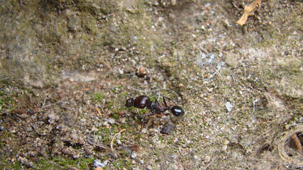 ant | close up.
an ant holds an ant's head.
ant war between two colonies of pavement ants.
battle of ants.
ants war in the road
Ant on the way | insects in the city
insects, insect, bugs, bug, animals