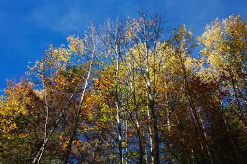 Colorful mountain landscape. Autumn in the mountains.