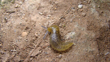 slug crawling on wetlands stump Tentacle of shell-less terrestrial gastropod mollusc slug. a tough-skinned terrestrial mollusk that typically lacks a shell and secretes a film of mucus for protection