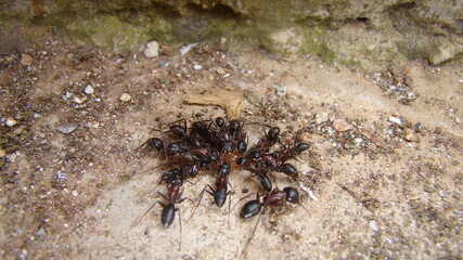 ant.
many ants , worker ant
ants is eating sugar 
close up of ants are working
closeup ant
macro photo. 
insects, insect, bugs, bug, animals, animal, wildlife, wild nature, forest, woods, garden, park