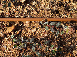 花壇の自動散水ホース