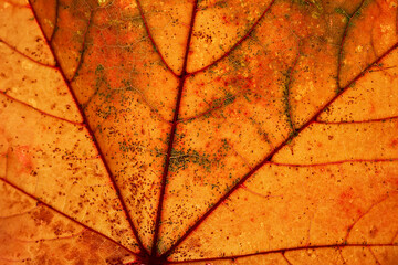 Macro of texture of colorful autumn leaf. Natural background. Seasons, leaf fall concept.