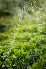 Spider on a web wet with dew droplets
