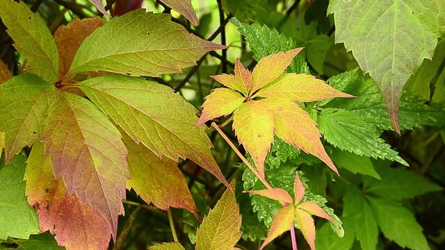 Autumn leaves Parthenocissus laetevirens sway in the wind. 1