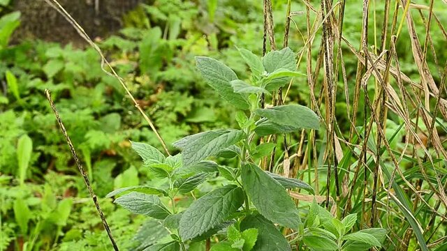 The mint bush of the peppermint M'ntha piper'ta sways in the wind.