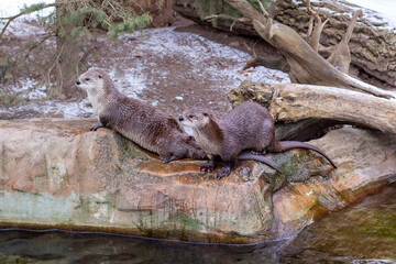 
wild otter by the water in winter