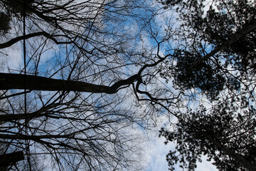 Silhouette trees photo - sky with clouds and trees. backlit trees with sun
