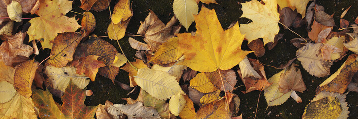 Dry autumn leaves of yellow, red, brown flowers lie on the ground. Bright yellow leaves among the dry maple leaves. banner