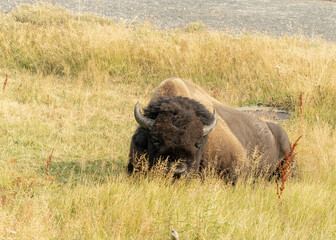 Obraz premium Bison in Yellowstone