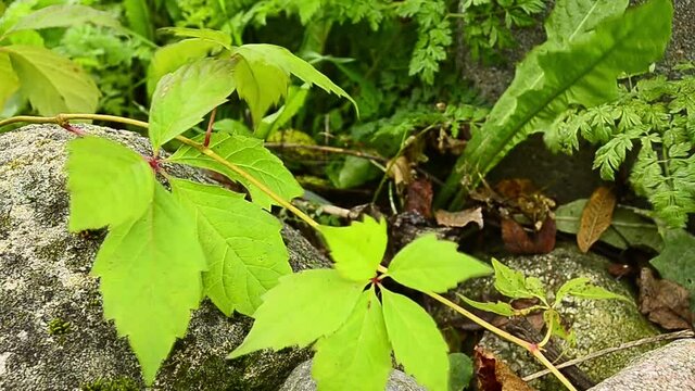 leaves Parthenocissus laetevirens sway in the wind.