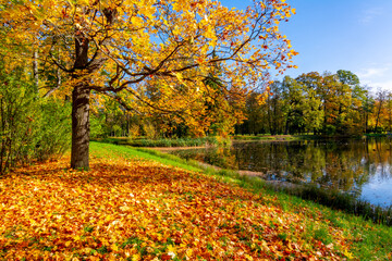 Golden autumn (fall) in Alexander park, Tsarskoe Selo (Pushkin), Saint Petersburg, Russia