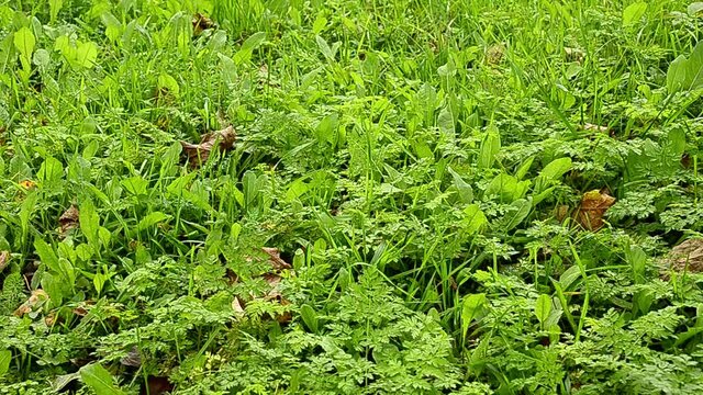 Low grass is swayed by the wind.