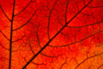 Texture of bright autumn red leaf of a tree closeup. Natural wallpaper. Seasons, leaf fall concept.