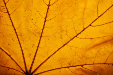 Natural texture of golden yellow autumn leaf close up. Seasons, fall leaves concept.