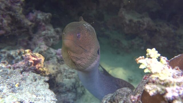 Moray eels, Pisces - type bone fish Osteichthyes, Moray eels (Muraenidae), Giant moray eels.