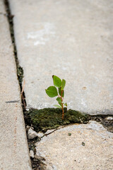 growing through crack in concrete