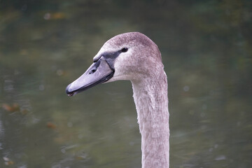Fototapeta premium Close up of swan cygnet low level macro view wild bird showing reflective grey feathers head and eyes