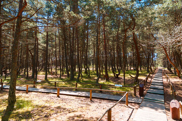 Russia, Kaliningrad region, the Curonian spit, bent trees in natural anomaly Dancing forest 