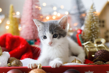 Adorable kitten sitting in box with santa hat, christmas baubles, tree and ornaments in lights © sonyachny