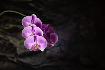 Fototapeta na wymiar Lilac Orchid flower on a black background