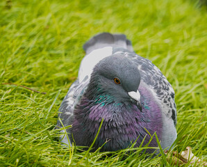 Close up of british pidgeon low level macro view wild bird showing reflective grey feathers head and eyes